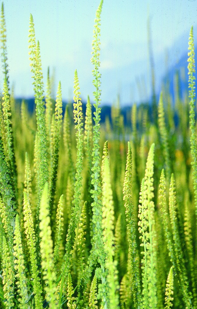 Organic Reseda, Yellow, seedling