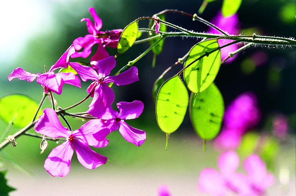 Organic Honesty (Lunaria), seedling