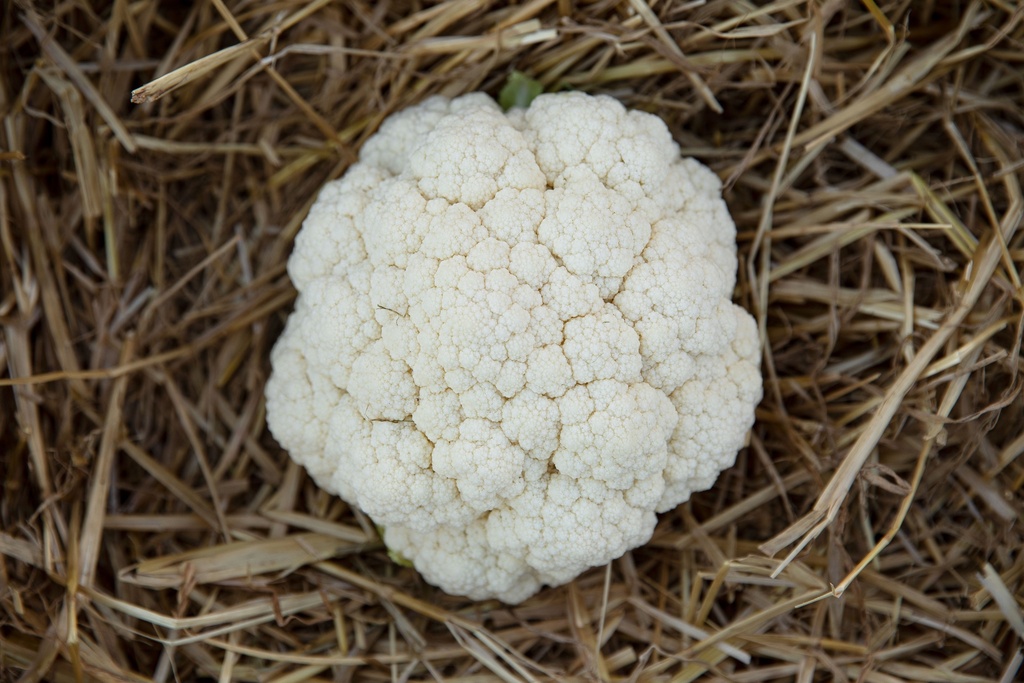 Pianta bio di Cavolfiore invernale