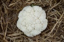 Organic winter Cauliflower, seedling