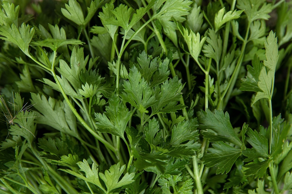 Organic Parsley, Italian smooth flat-leaved, seedling