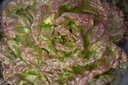 Organic Head lettuce, Wonder of the Four Seasons, seedling