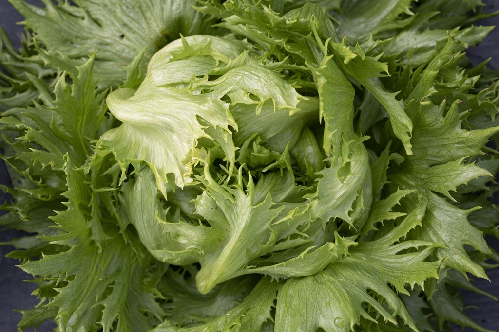 Organic Batavia lettuce, Reine des Glaces, seedling