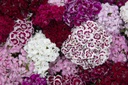 Organic Sweet William, Mixed, seedling