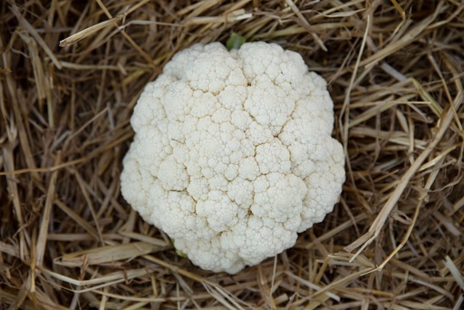 [PL-0960] Organic winter Cauliflower, seedling