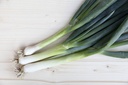 Organic Scallion, White shaft, seedling