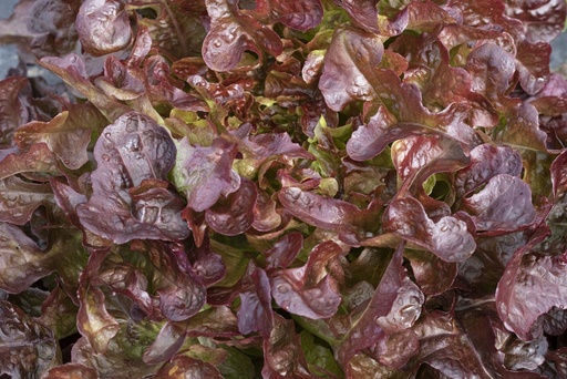 [PL-3119] Organic Oak leaf lettuce, Rossino, seedling