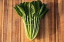 Organic Asian vegetable, Tatsoi, seedling