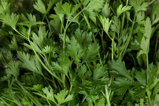 [PL-5140] Organic Parsley, Italian smooth flat-leaved, seedling